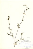 藏品(澎湖金午時花)的圖片